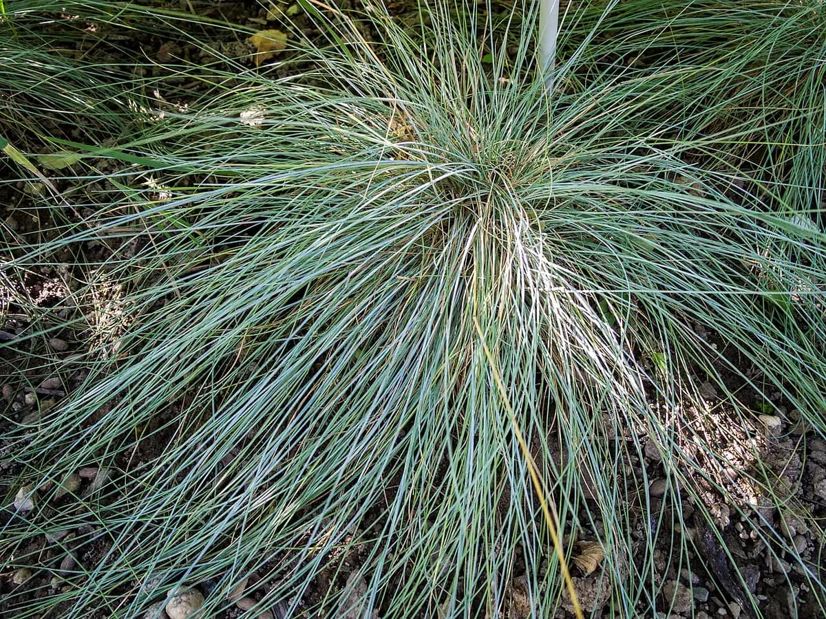 Festuca azul — foto real