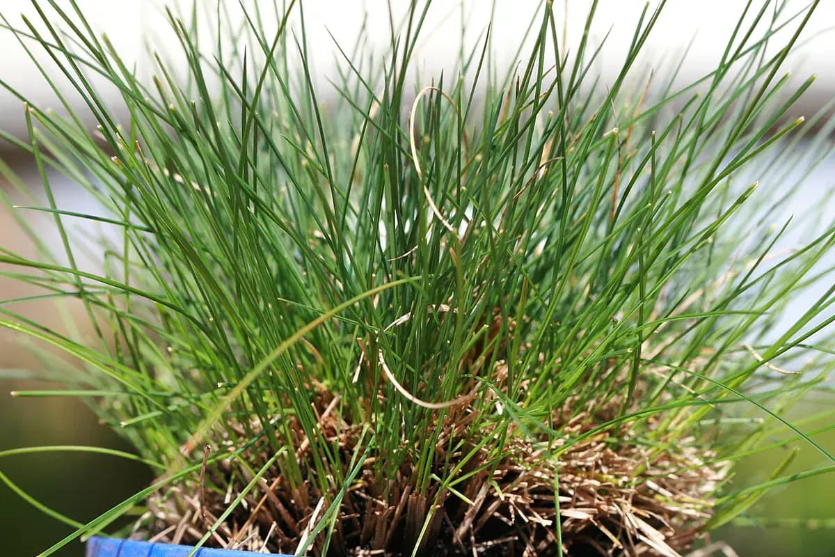 Festuca azul — foto real