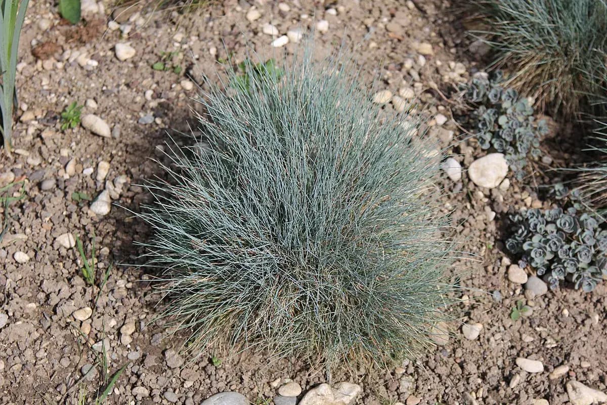 Festuca azul — foto real