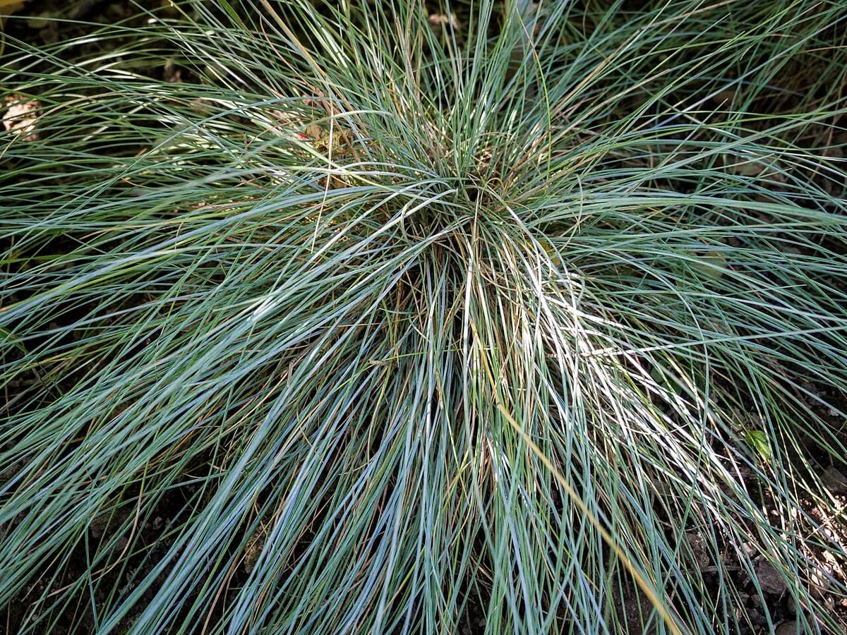Festuca azul — foto real