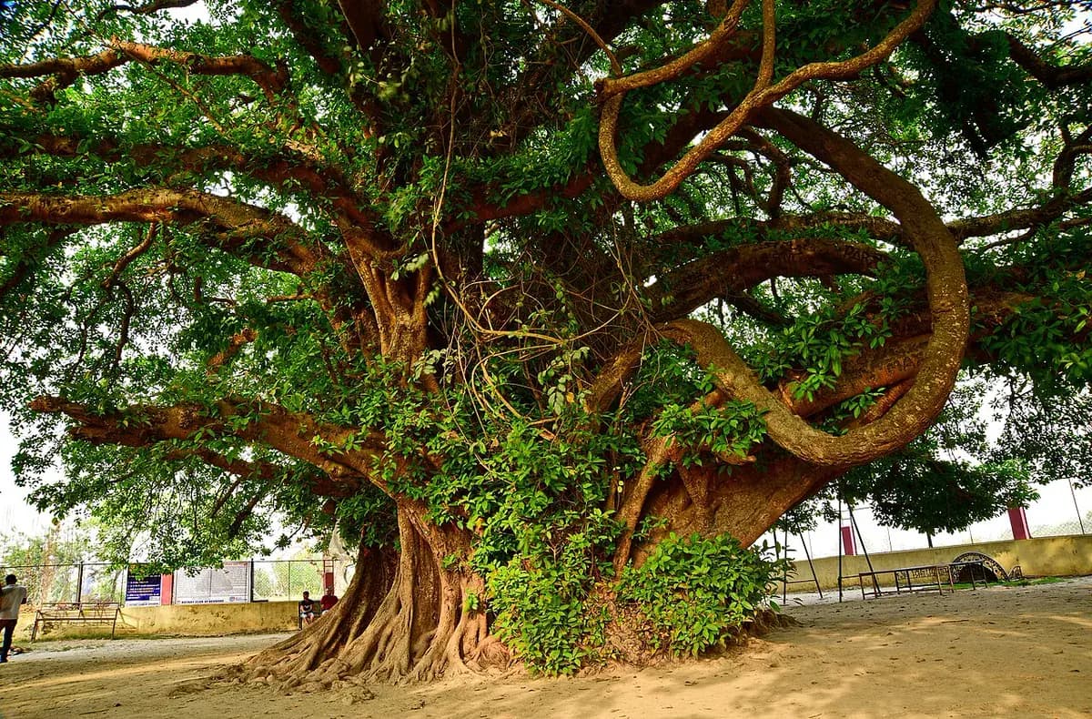 Ficus benjamina — foto real
