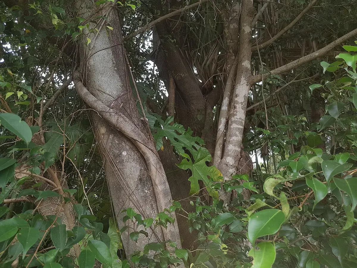 Ficus benjamina — foto real