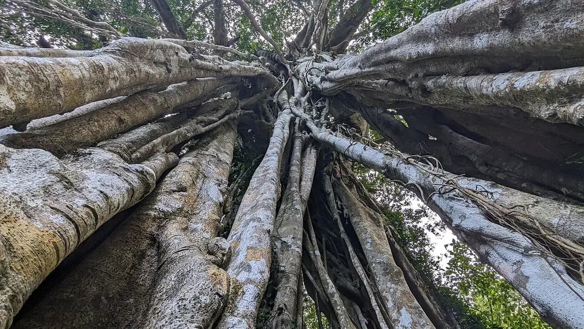 Ficus benjamina — foto real