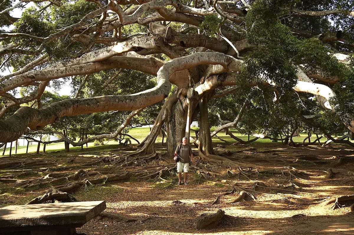 Ficus benjamina — foto real