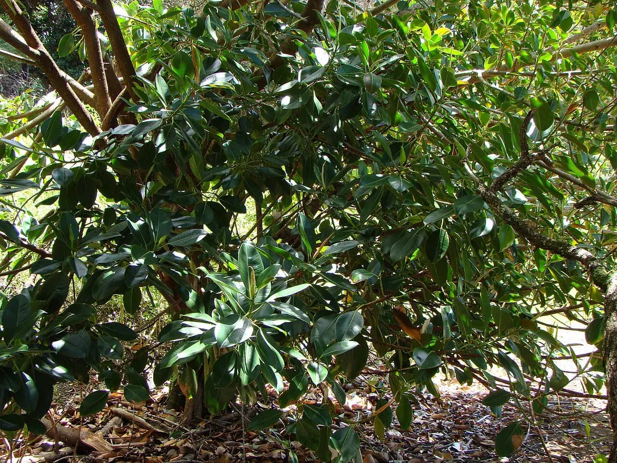 Ficus elástica — foto real