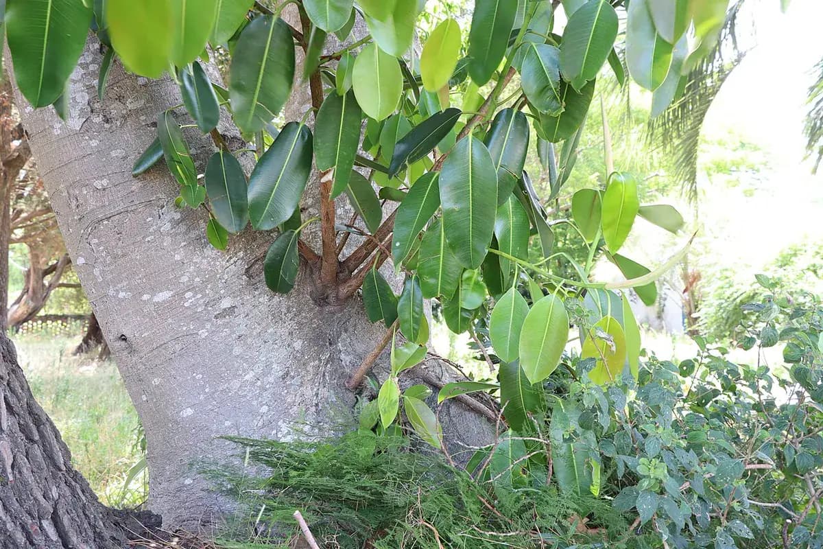 Ficus elástica — foto real