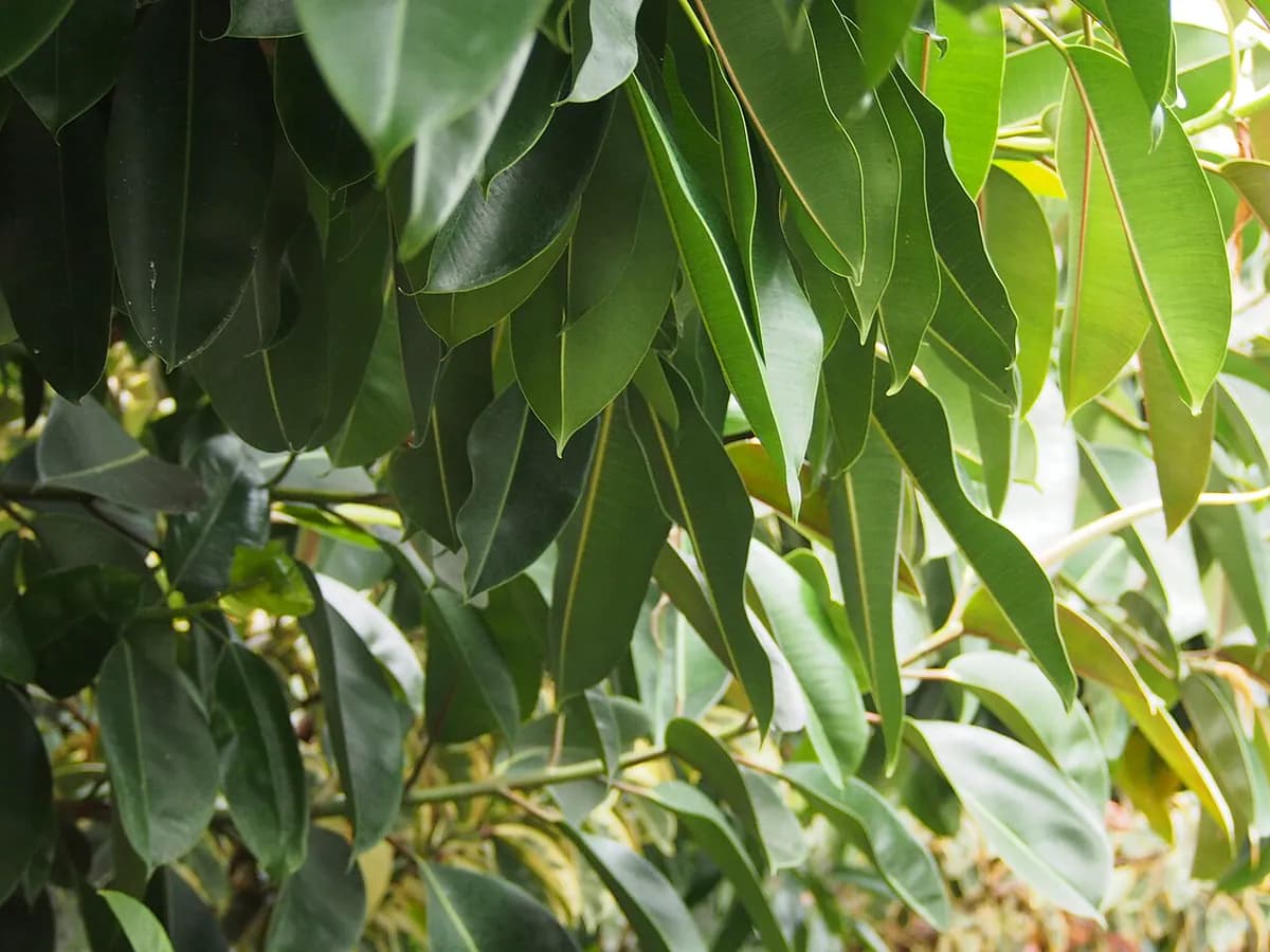 Ficus elástica — foto real
