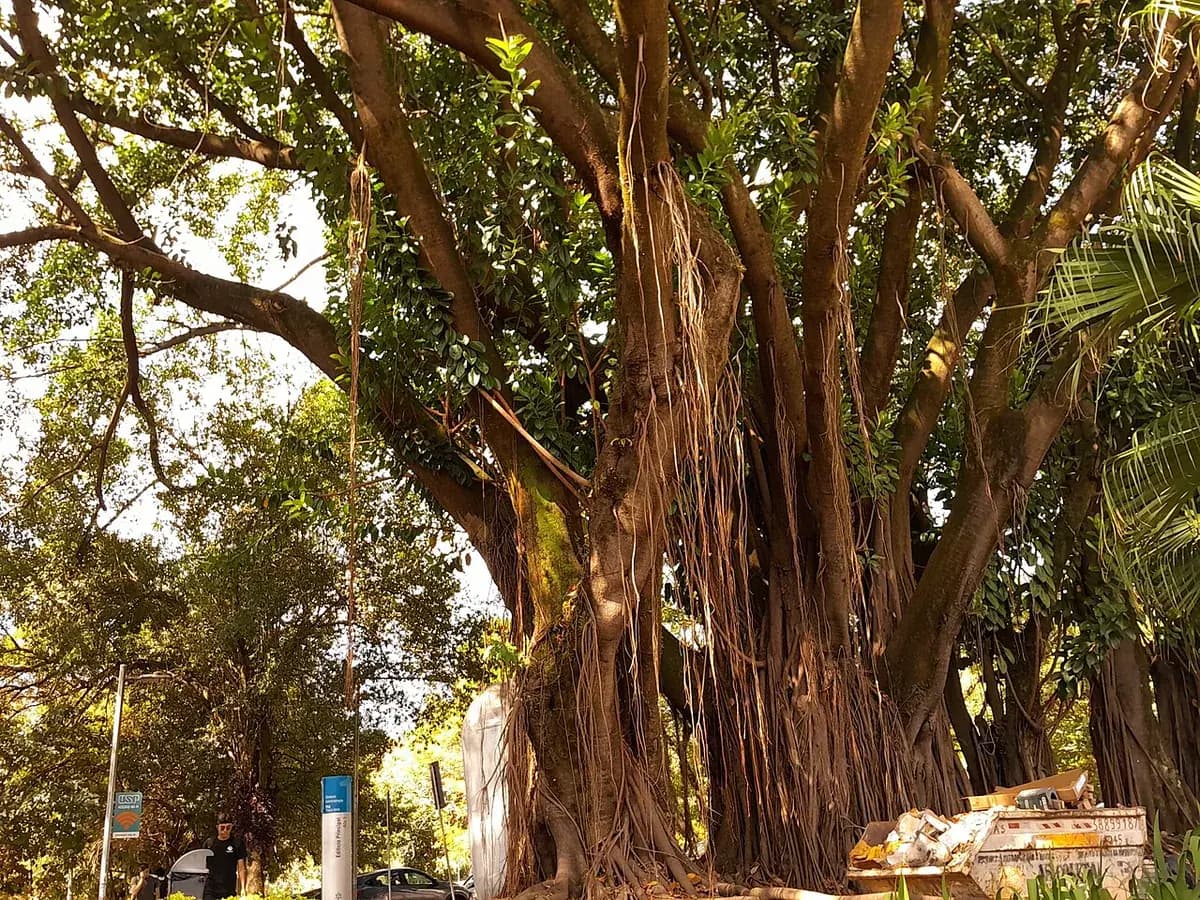 Ficus elástica — foto real