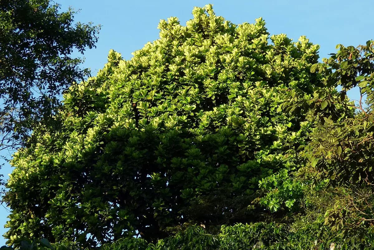 Ficus lira — foto real
