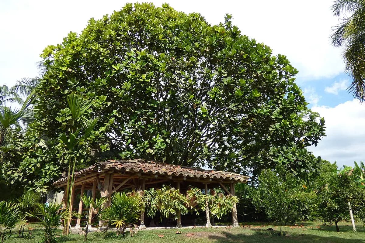 Ficus lira — foto real
