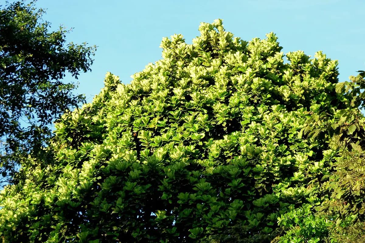 Ficus lira — foto real