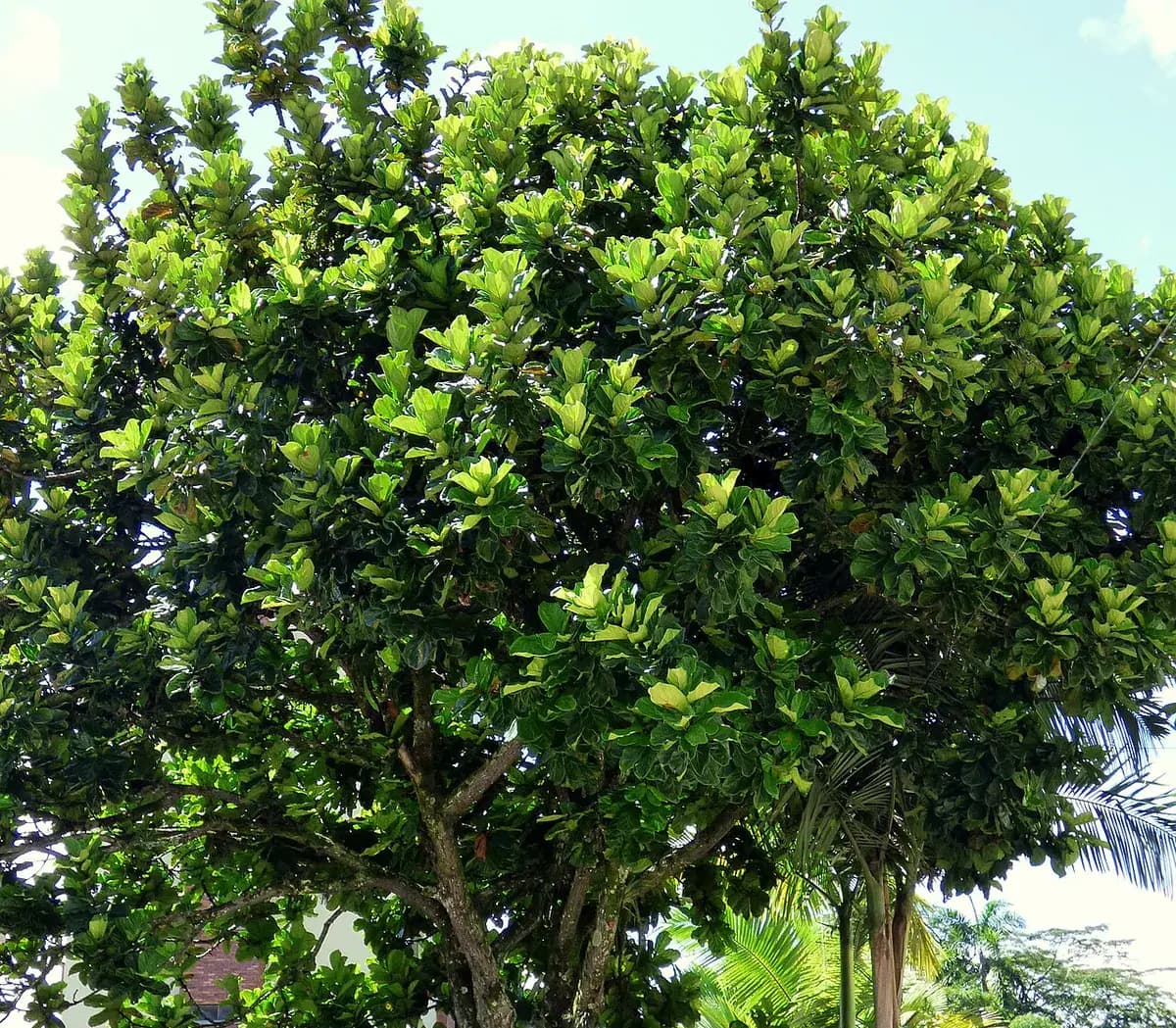 Ficus lira — foto real