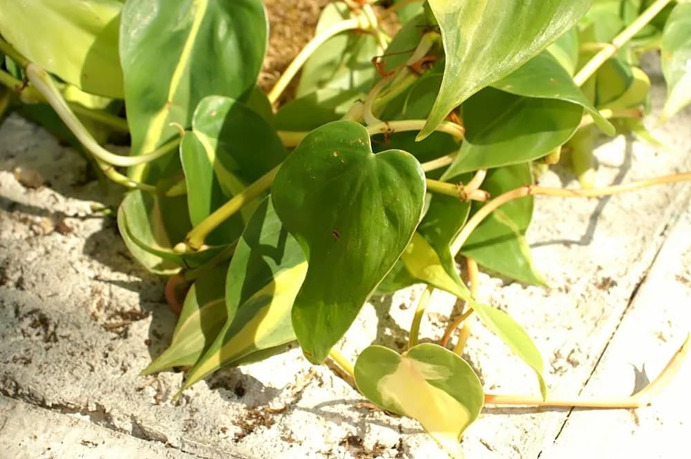 Filodendro Brasil — foto real