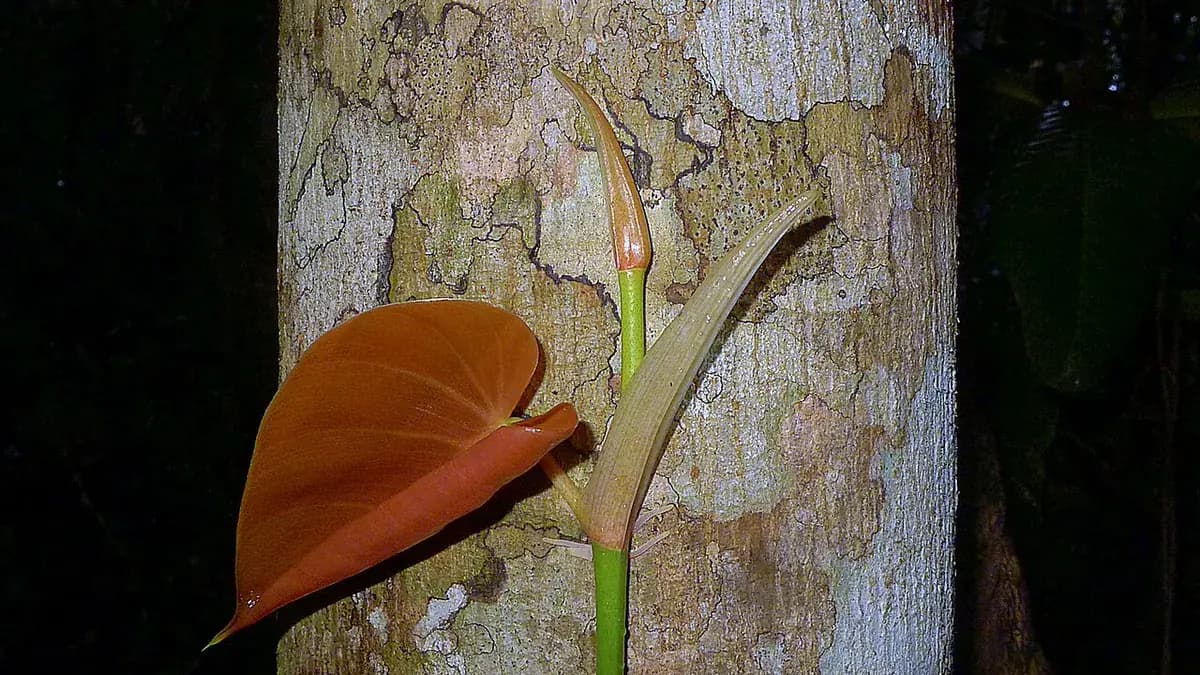 Filodendro Brasil — foto real