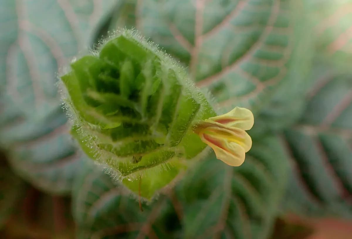 Fittonia — foto real