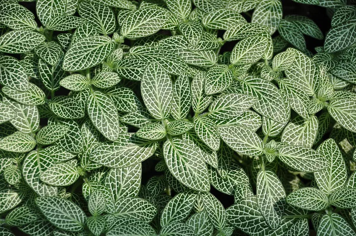 Fittonia — foto real