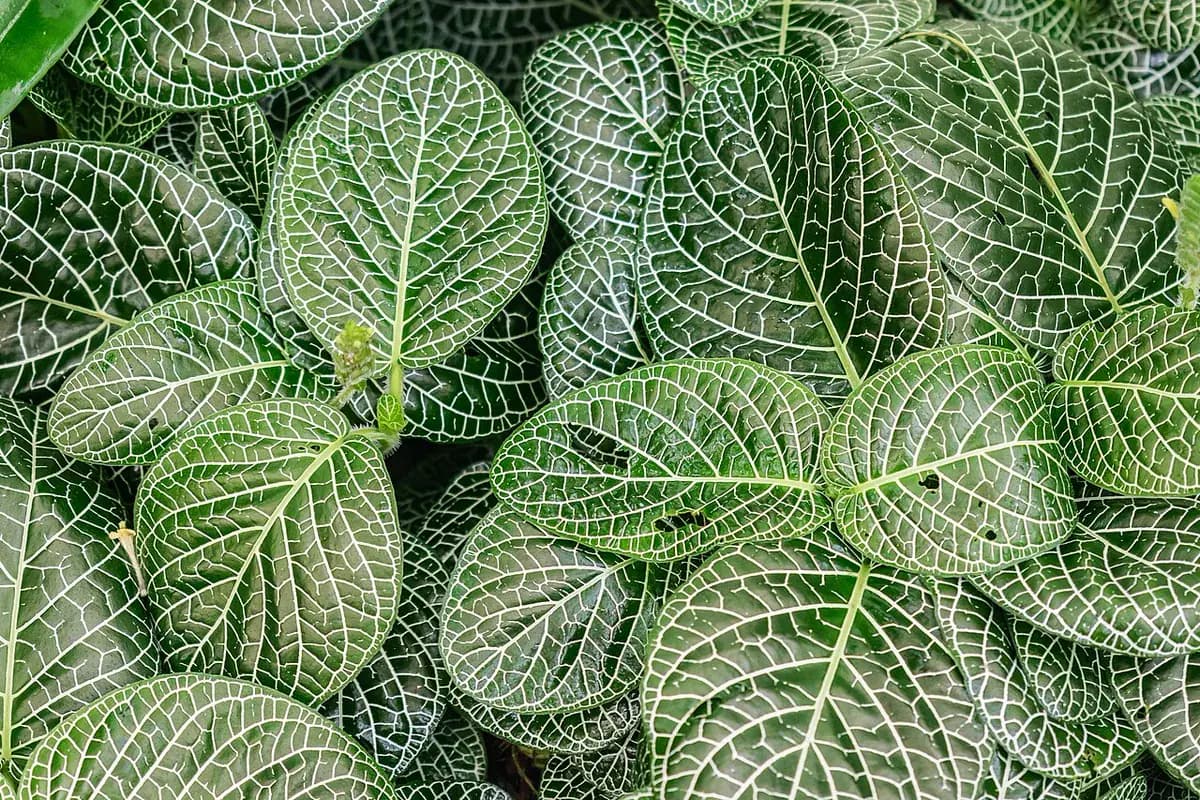Fittonia — foto real