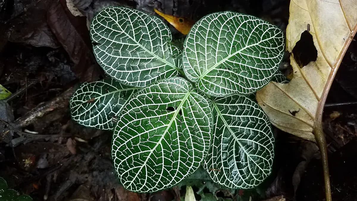 Fittonia — foto real