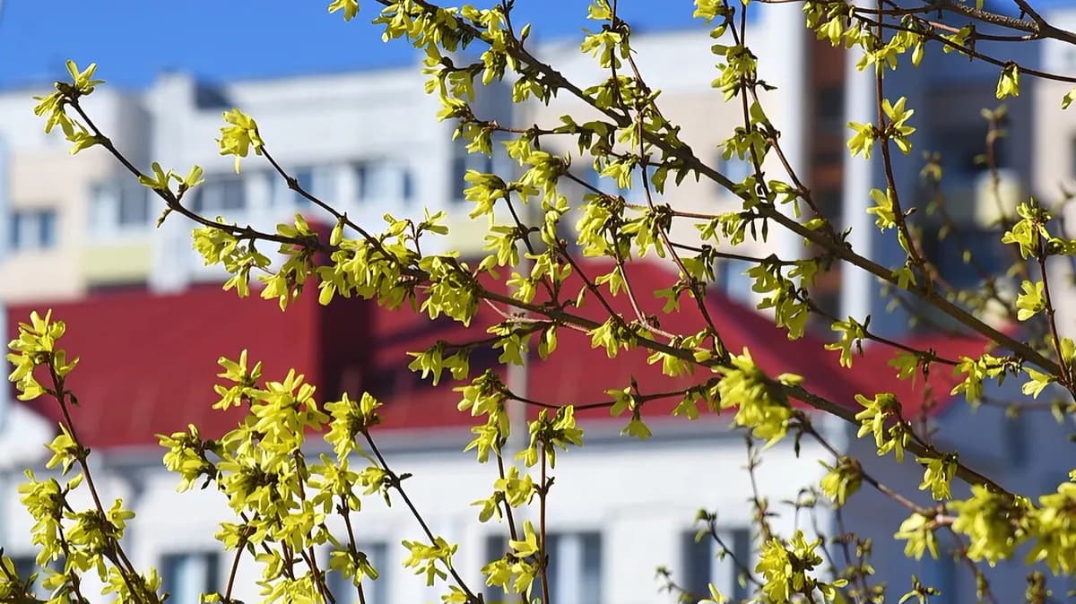 Forsythia — foto real