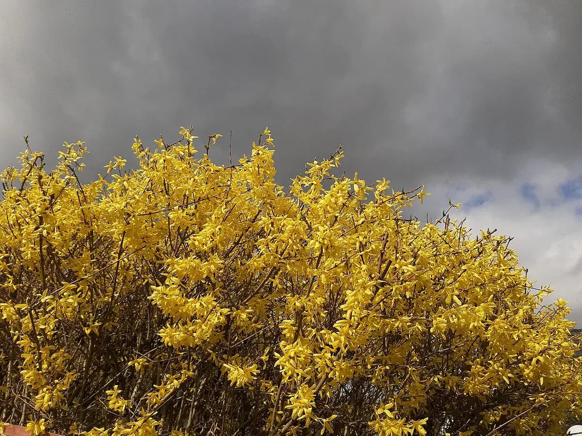 Forsythia — foto real
