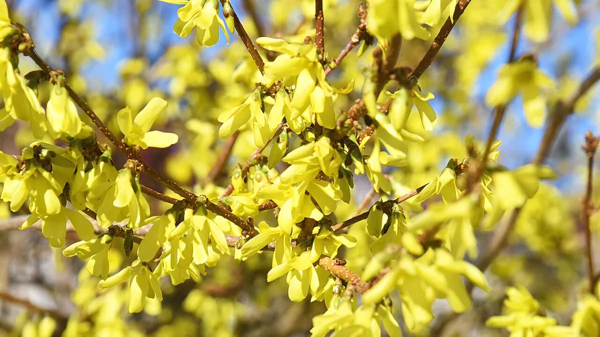 Forsythia — foto real