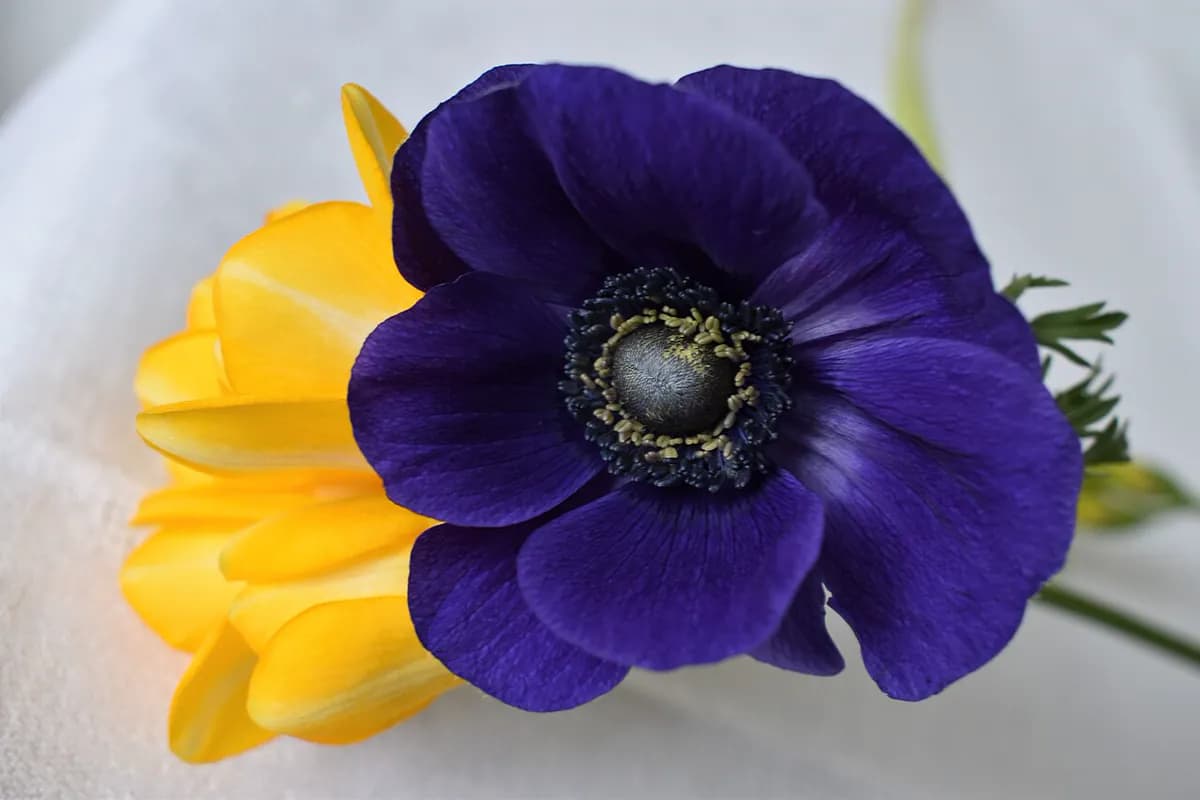 Freesia — foto real