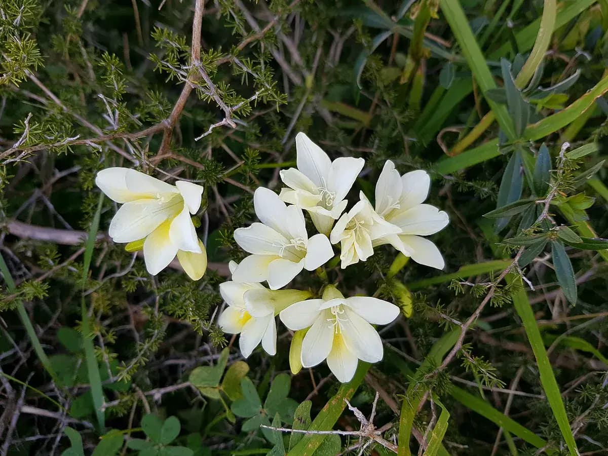Freesia — foto real