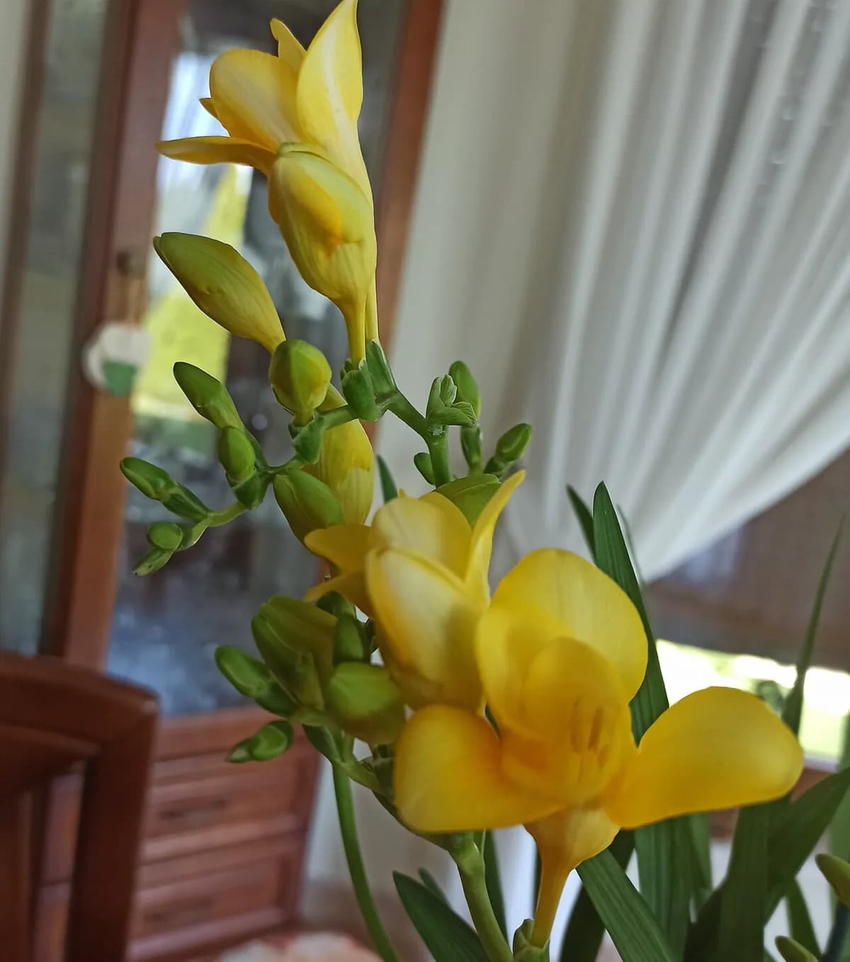 Freesia — foto real