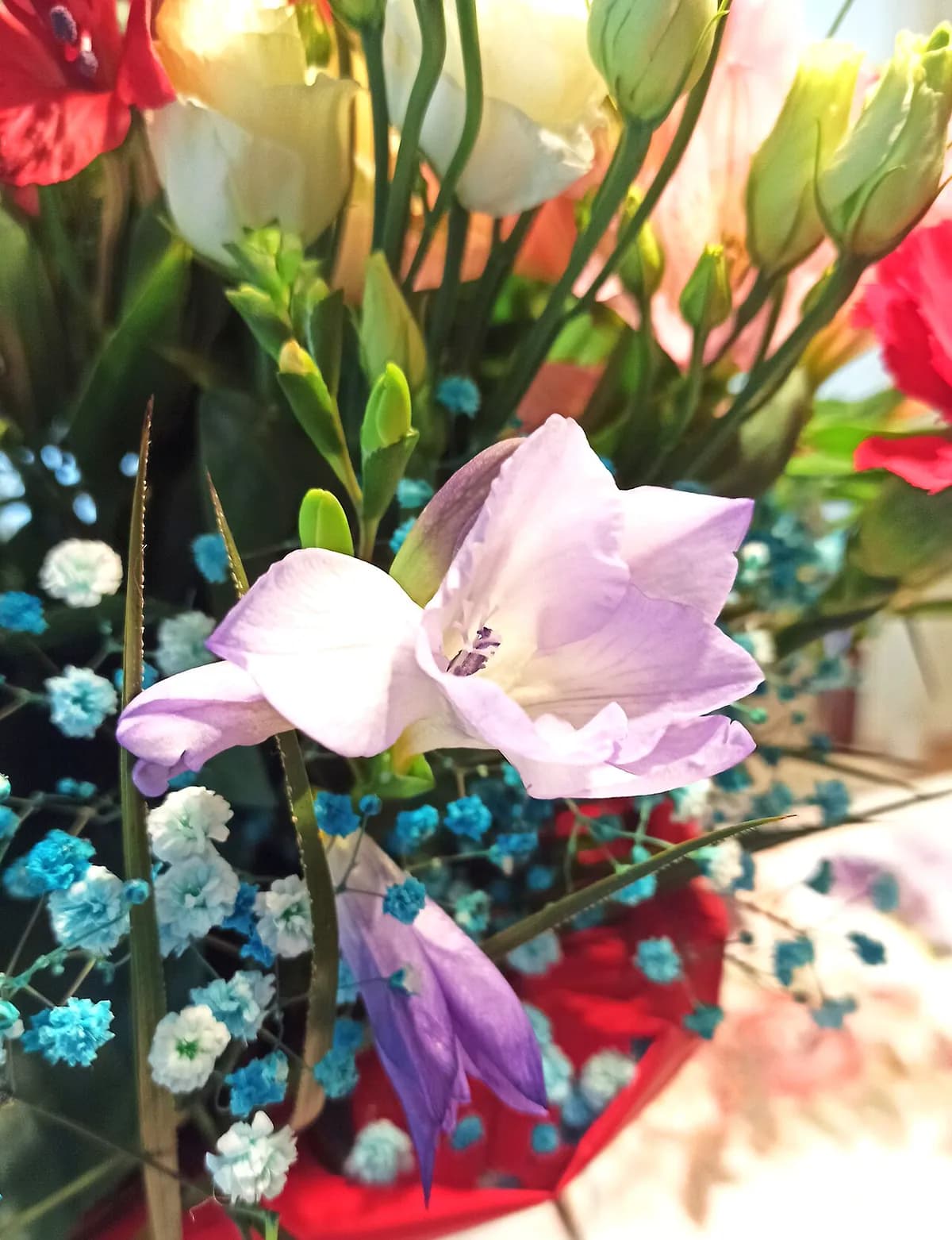 Freesia — foto real