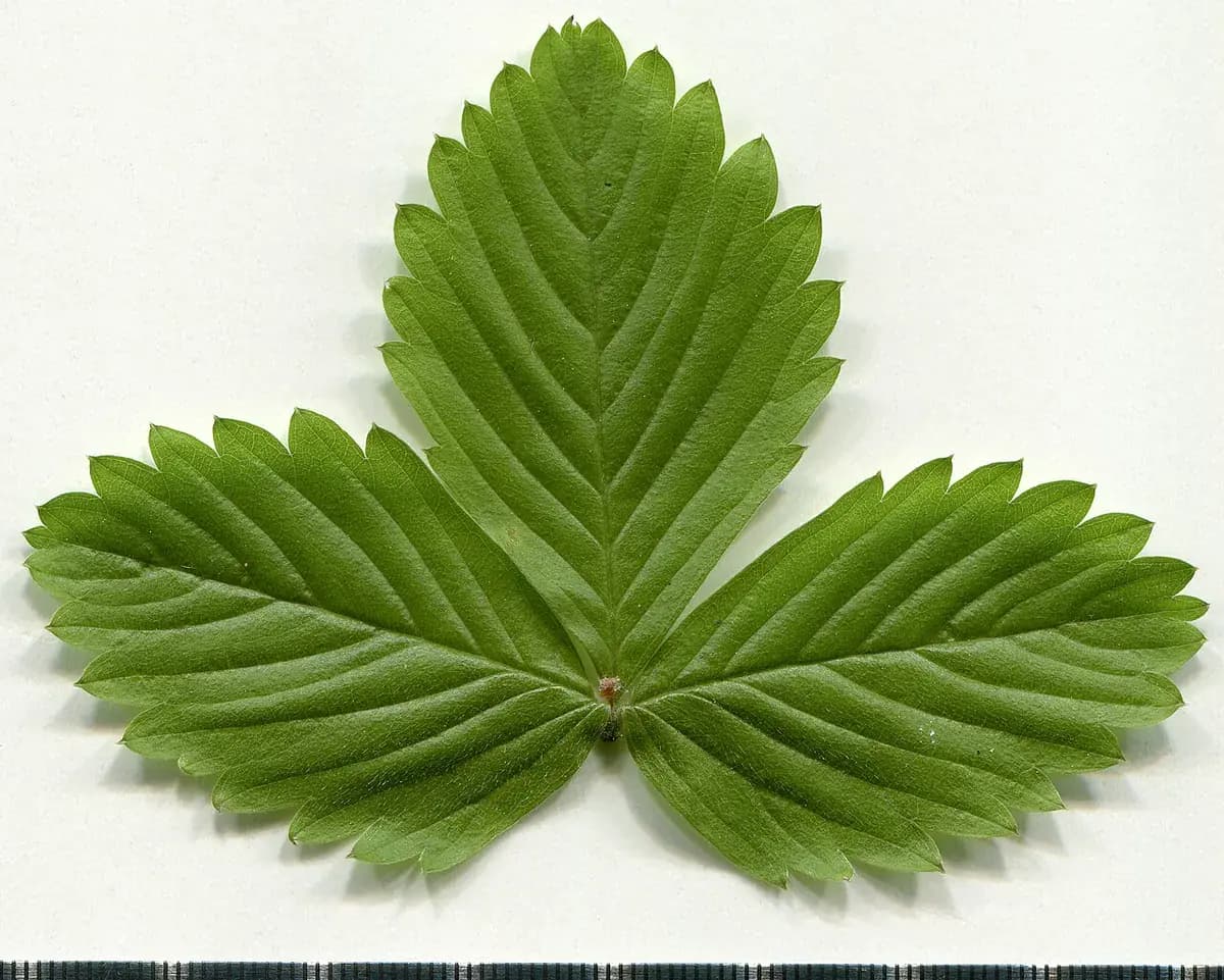 Fresa Mara des Bois — foto real