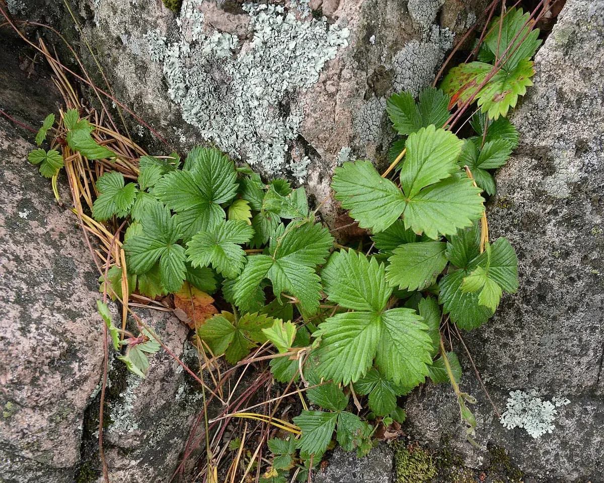Fresa silvestre alpina — foto real