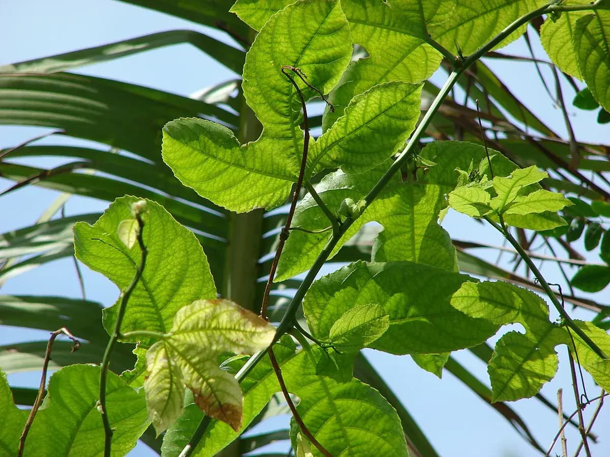 Fruta de la pasión — foto real