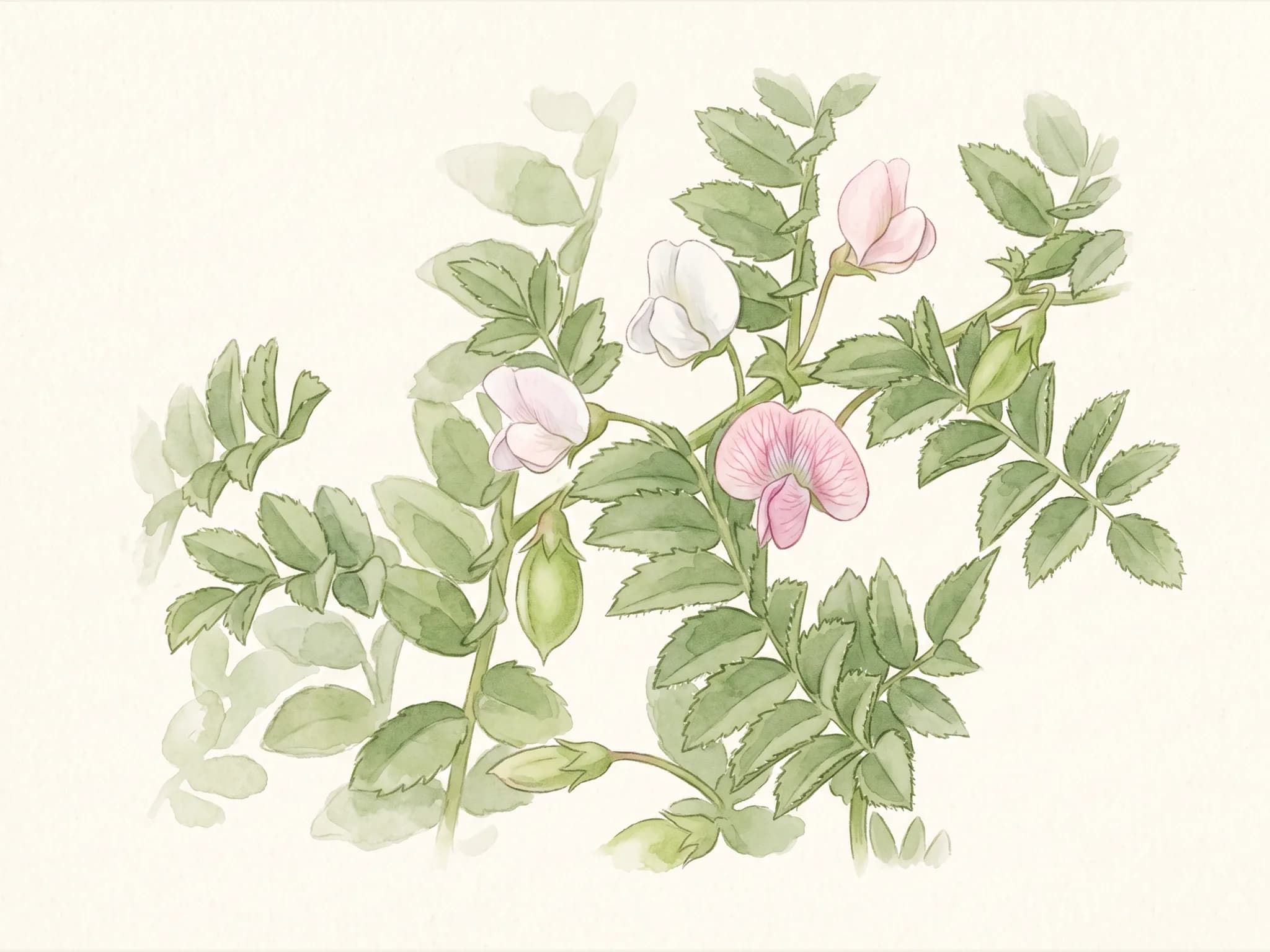 Garbanzo castellano — flor (IA)