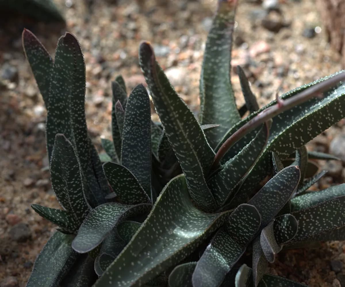 Gasteria — foto real