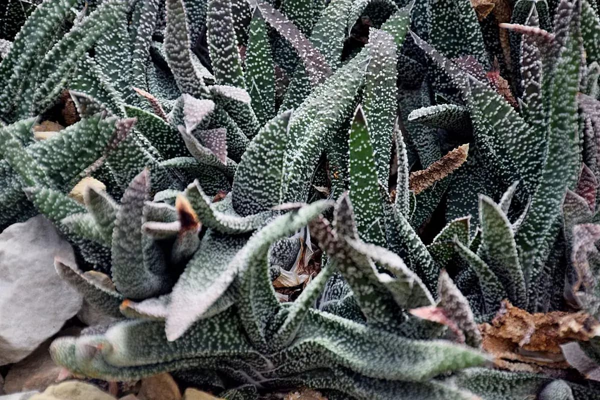 Gasteria — foto real