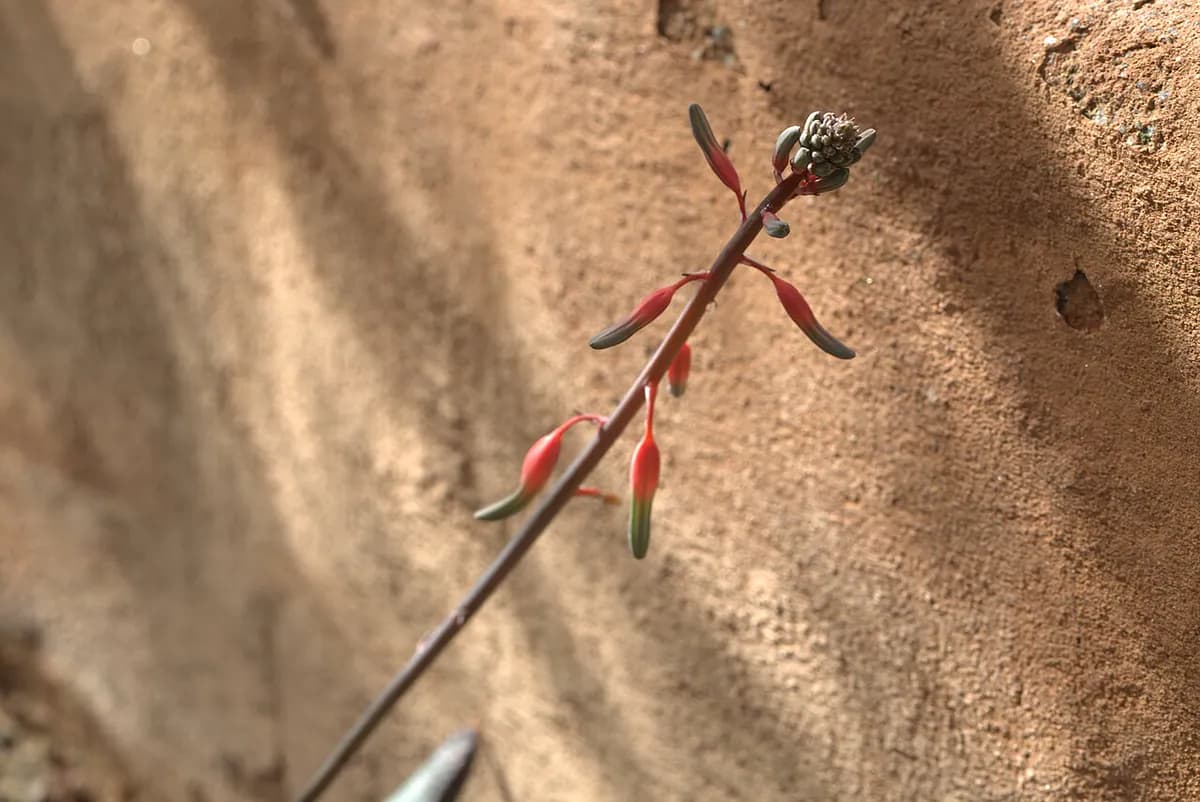 Gasteria — foto real