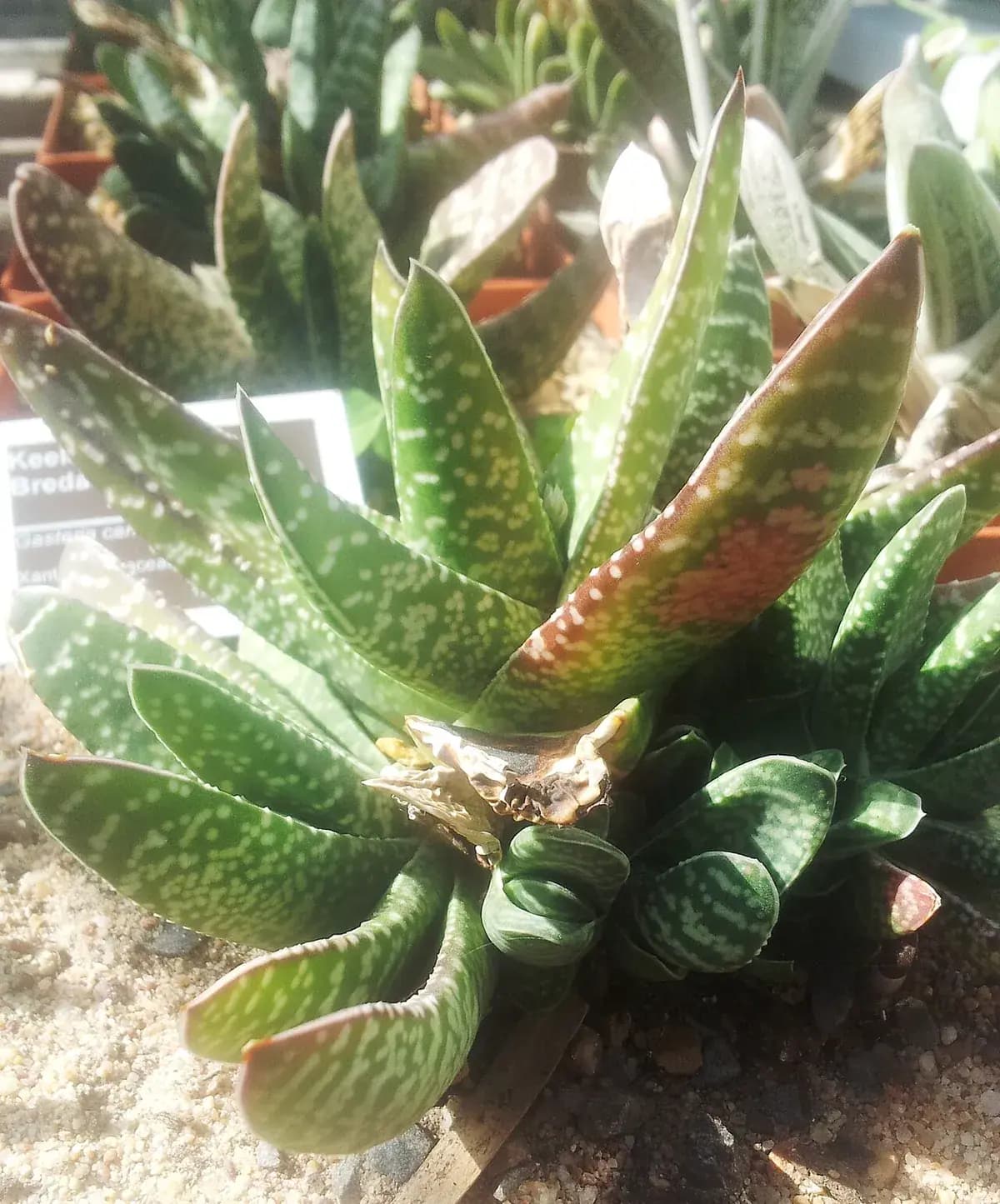 Gasteria — foto real