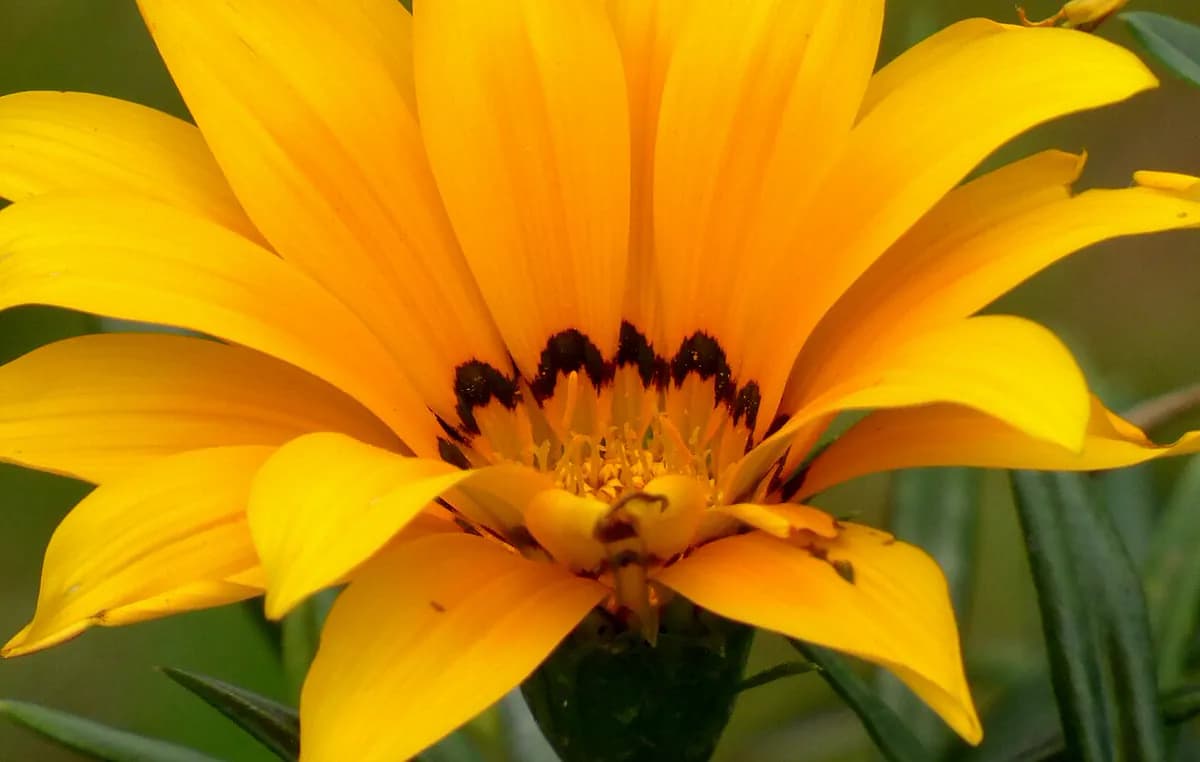 Gazania — foto real