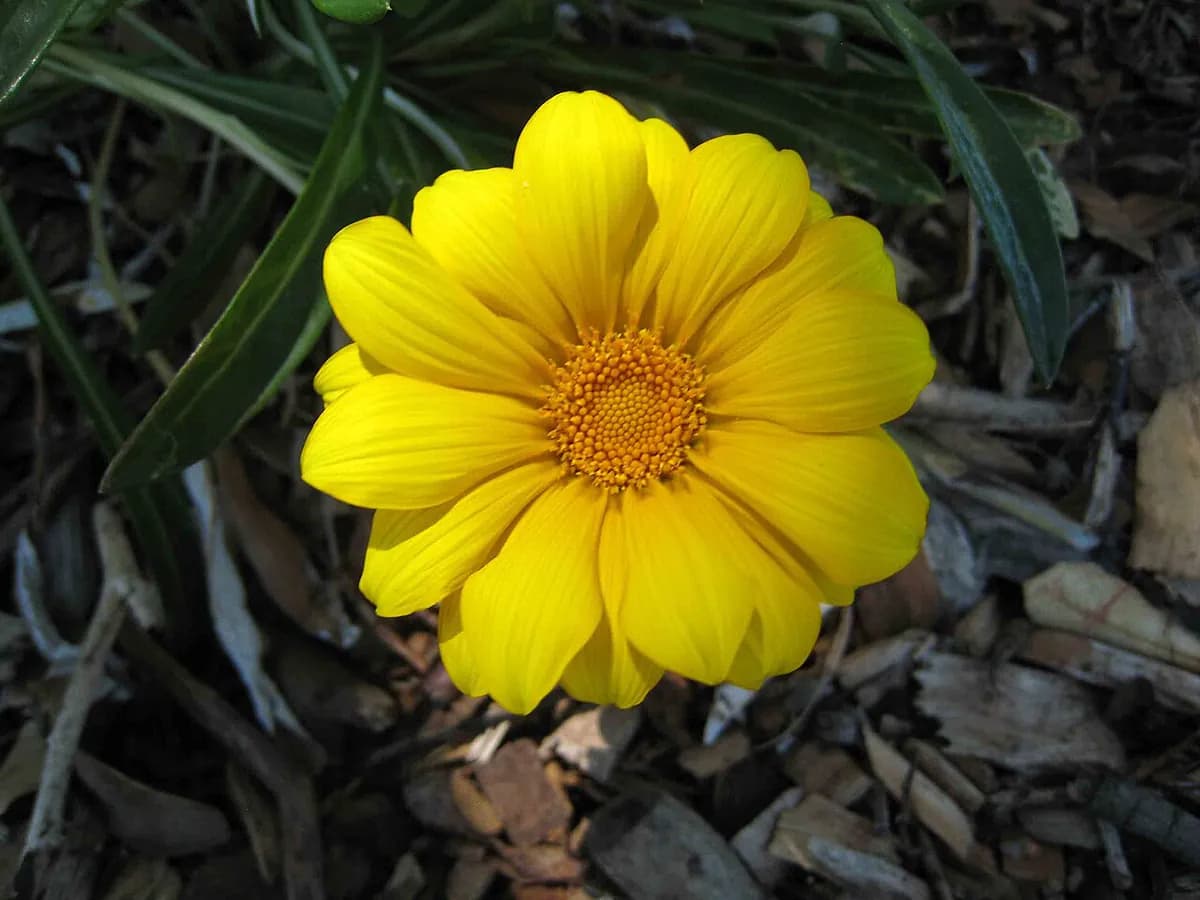 Gazania — foto real