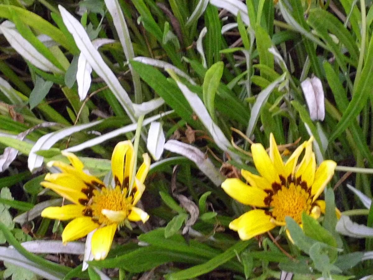 Gazania — foto real
