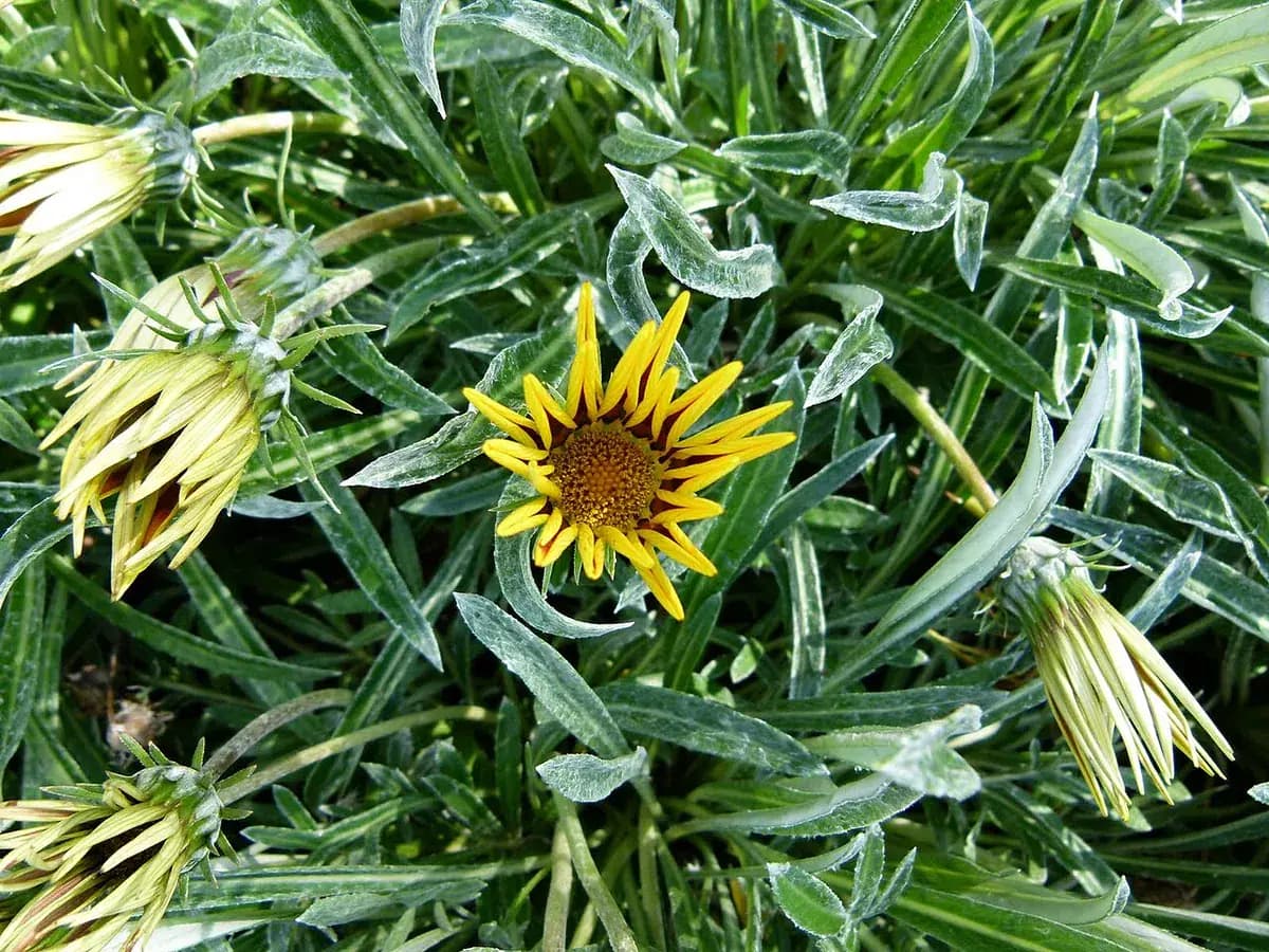 Gazania — foto real