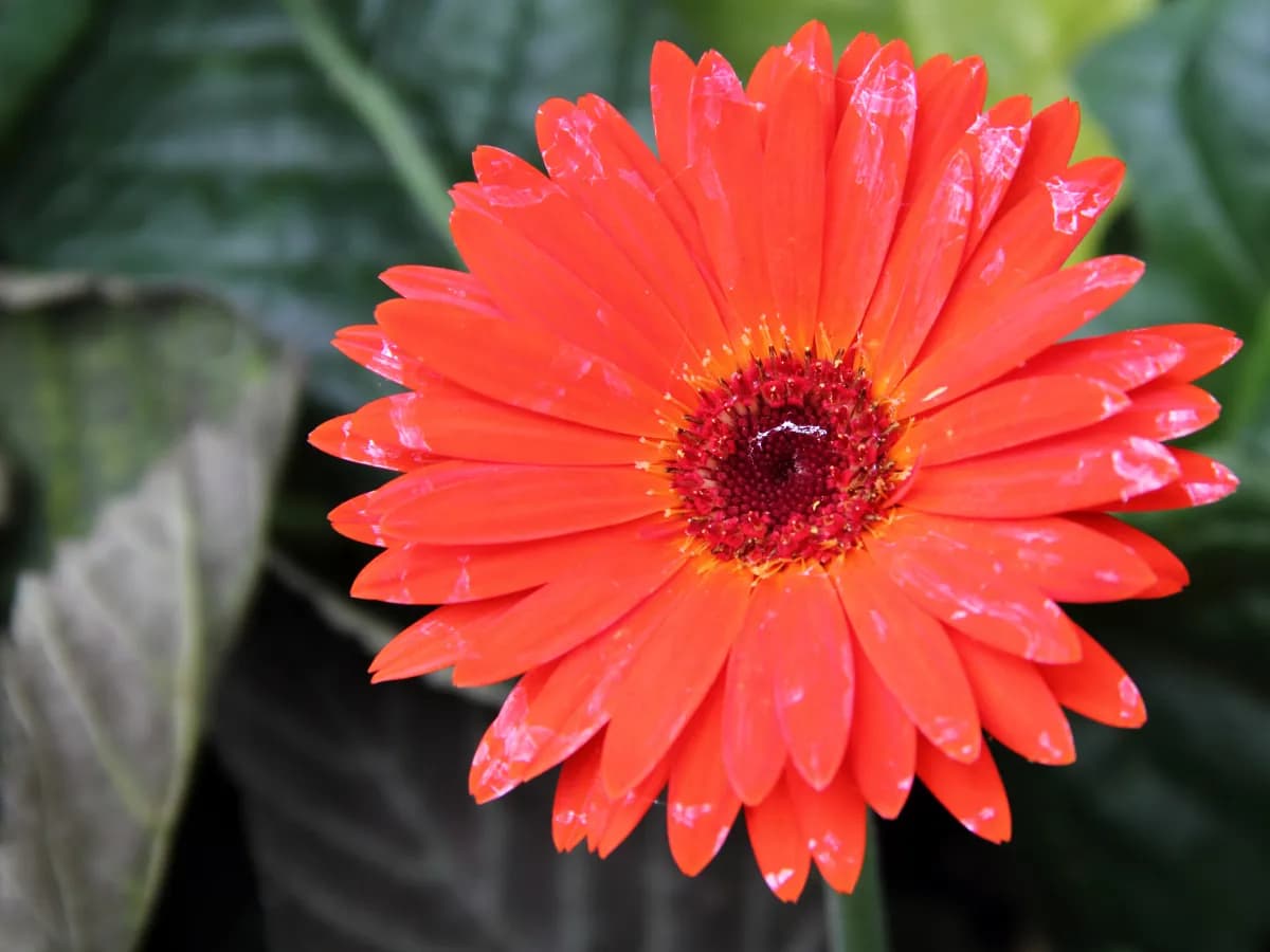 Gerbera — foto real