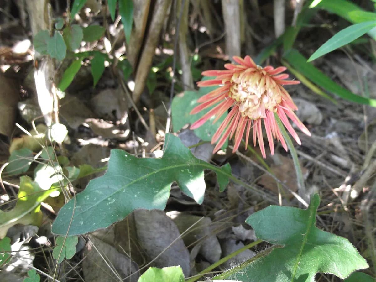 Gerbera — foto real