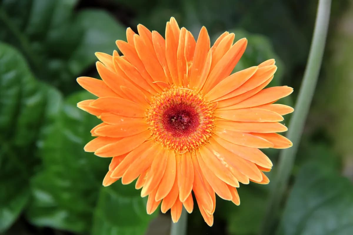 Gerbera — foto real