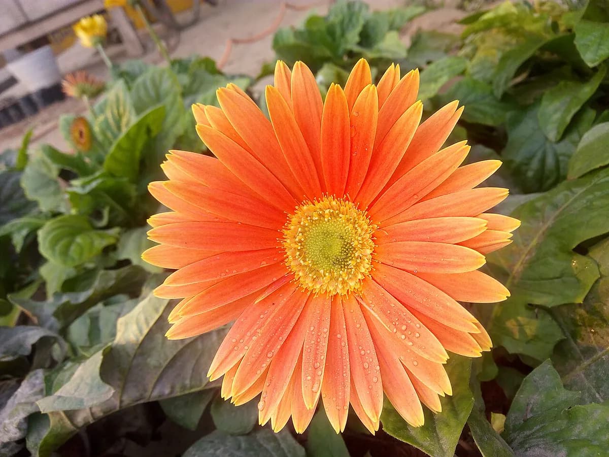 Gerbera — foto real
