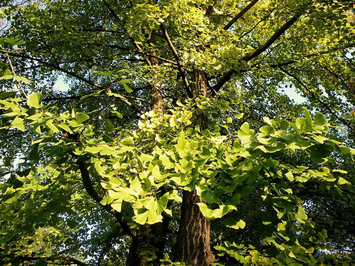Ginkgo biloba — foto real
