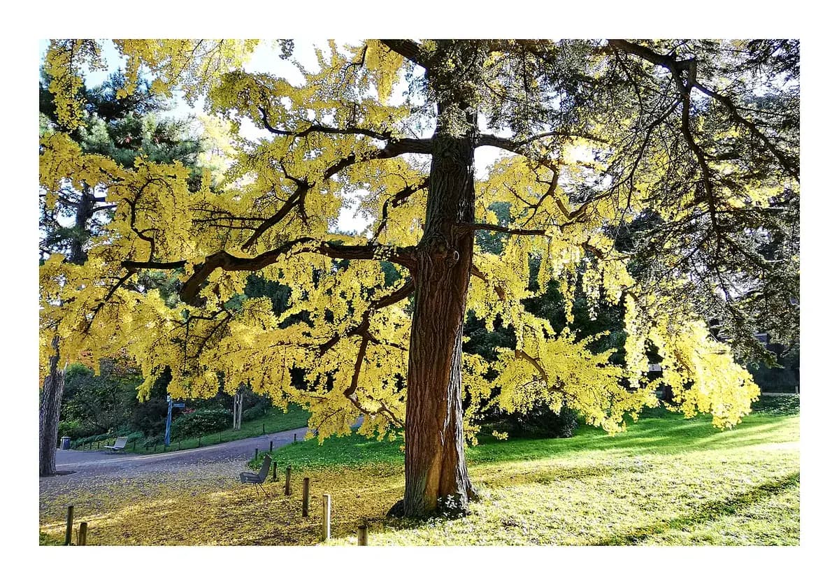 Ginkgo biloba — foto real