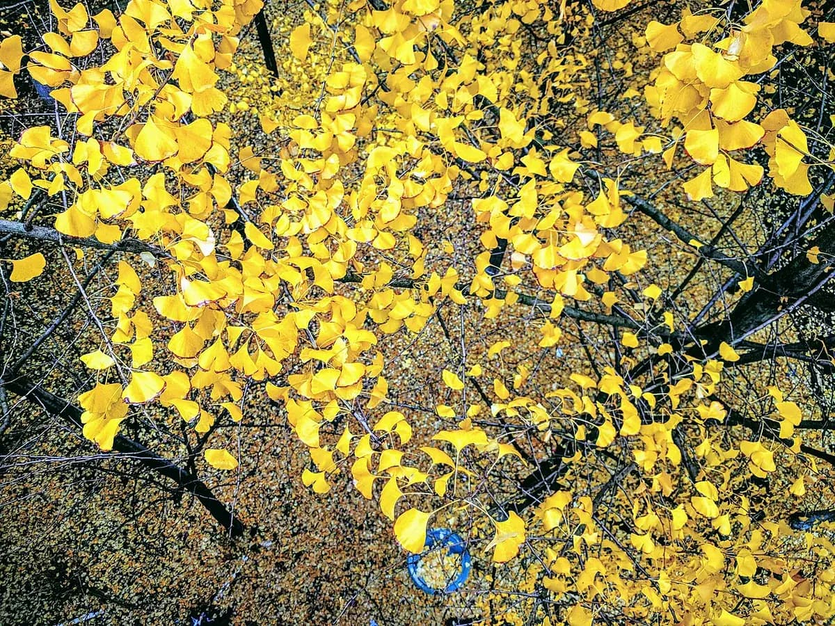 Ginkgo biloba — foto real