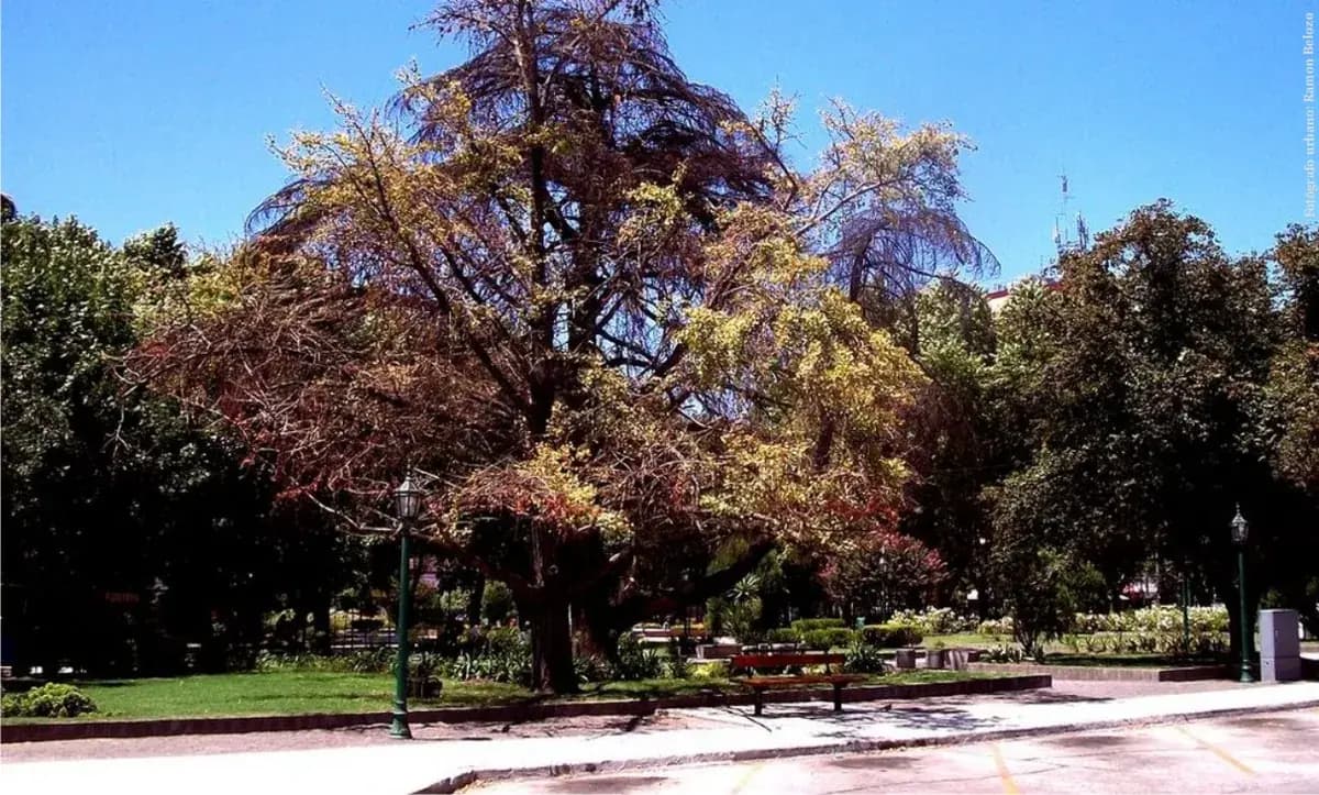 Ginkgo biloba — foto real