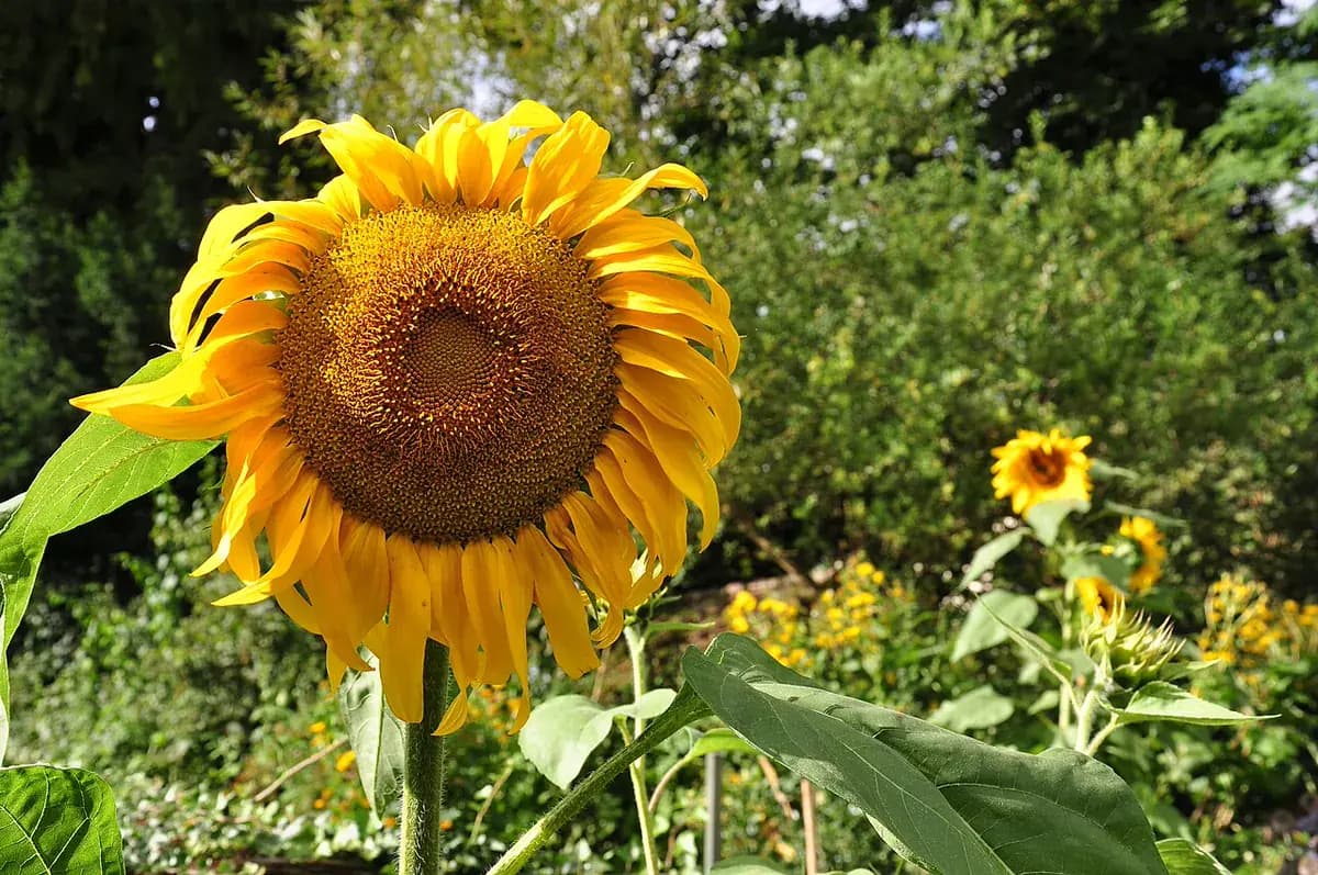 Girasol — foto real